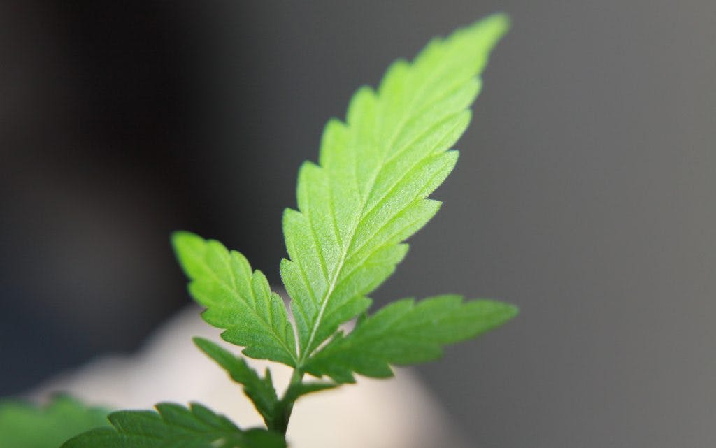 High stress training (HST) your cannabis plants